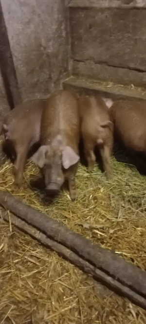 Vând Purcei Rasa Duroc Vieruși și Scrofițe  Turnu Magurele o733345270