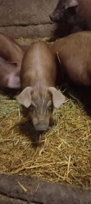 Purcei Duroc rasă pură de reproducție Turnu Magurele o733345270