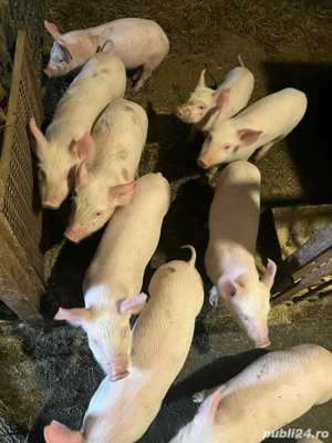 Purcei de vanzare - imagine 2