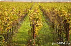 Teren, vie pe rod,intravilan,extravilan, Urlati-Maruntis, Prahova