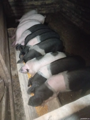 purcei de vânzare  - imagine 4