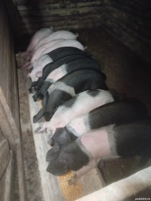 purcei de vânzare  - imagine 3