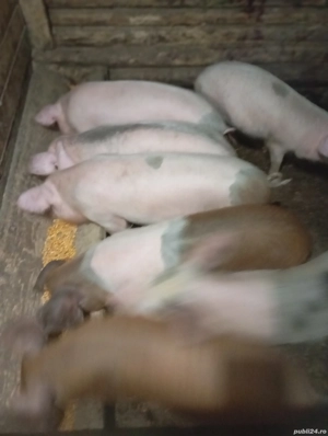 purcei de vânzare  - imagine 5