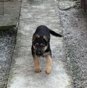 2 catei rasa Ciobanesc german cauta stapani - imagine 2