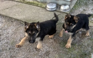 2 catei rasa Ciobanesc german cauta stapani - imagine 3