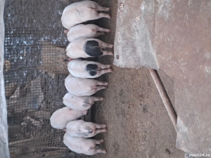 Porci de rasa disponibili : 1 buc la 150 kg, 1 buc la 130 kg si 9 bucati 2 luni si jumatate pret neg - imagine 4