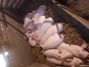 vand purcei - imagine 2