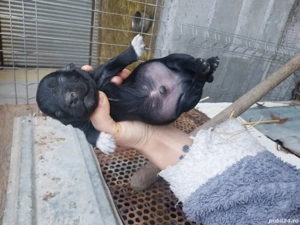 Căței teckel  - imagine 2