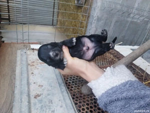 Căței teckel  - imagine 3