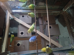 Papagali perusi de vanzare - imagine 2