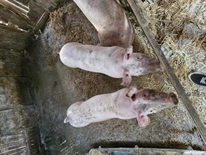 Purcei 3 luni si porci pana la 130 de kg - imagine 3