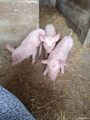 Purcei 3 luni si porci pana la 130 de kg - imagine 4