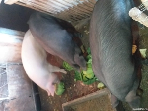 DE,VÂNZARE,porci,de,sacrificat!