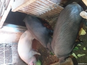DE,VÂNZARE,porci,de,sacrificat! - imagine 2
