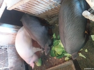 DE,VÂNZARE,porci,de,sacrificat! - imagine 3