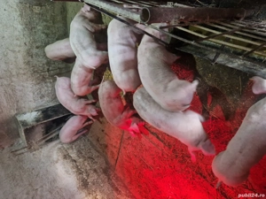 Vănd soldani peste 30kg cu 800lei bucata