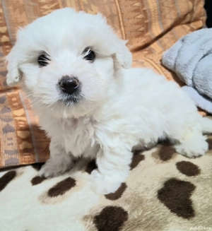 Disponibili 2 baietei