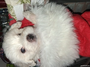 Disponibili 2 baietei - imagine 2