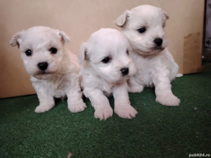 Mici si jucausi - imagine 2