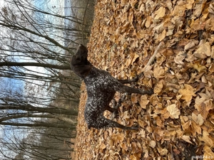 Femelă Brac German !