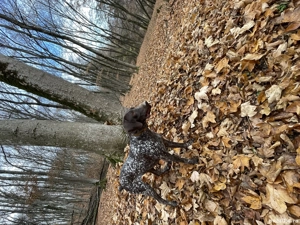 Femelă Brac German ! - imagine 2