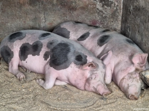 Vând  1 porc este de casă cu coada nu este de ferma - imagine 2