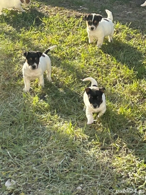 Catelusi Jack Russell - imagine 3
