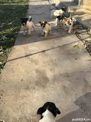 Catelusi Jack Russell - imagine 5