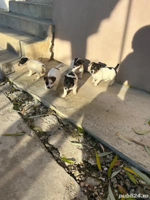Catelusi Jack Russell - imagine 2