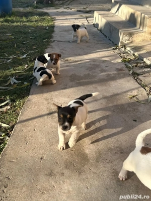 Catelusi Jack Russell - imagine 4