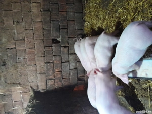 Vând 5 purcei de 7 săptămâni  - imagine 2