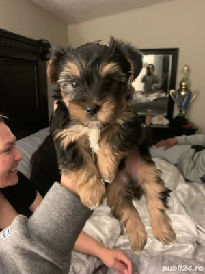 Yorkshire Terrier Mini Toy  - imagine 4