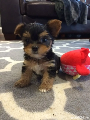 Yorkshire Terrier Mini Toy  - imagine 3