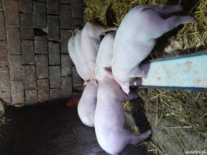 Vând 5 purcei de 7 săptămâni  - imagine 3