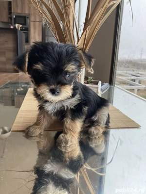 Yorkshire Terrier Mini Toy 