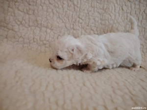 Bichon Maltez talie mică  - imagine 4