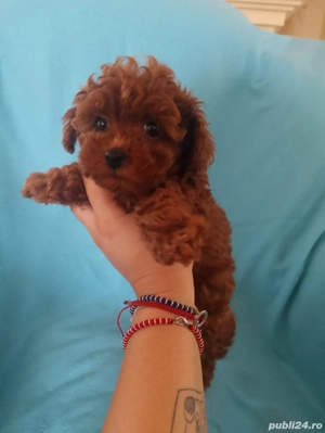 pudel mini toy - imagine 3