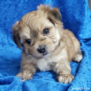 Yorkshire Terrier Mini Toy  - imagine 5