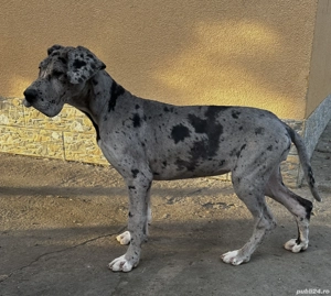 Căței dog german  - imagine 2