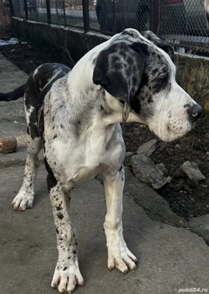 Căței dog german  - imagine 3