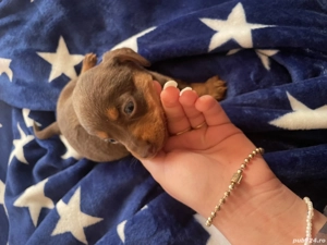 Căței de vânzare  - imagine 4