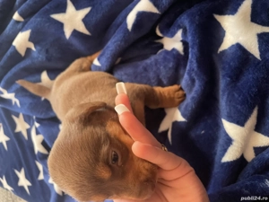 Cățeluși teckel de vânzare  - imagine 2