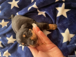 Căței de vânzare  - imagine 5