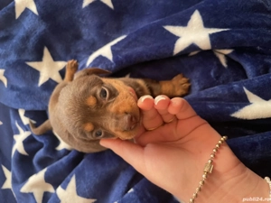 Căței de vânzare  - imagine 3