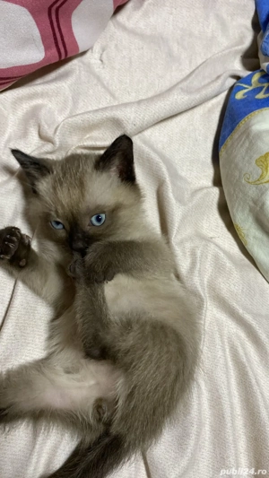 Pui de pisica siamez - imagine 3