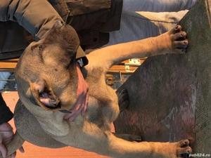 Vand catel presa canario - imagine 2