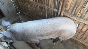 Porc de vânzare   crescut natural, ca pe vremea bunicilor - imagine 4