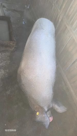 Porc de vânzare   crescut natural, ca pe vremea bunicilor - imagine 3