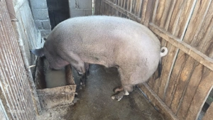 Porc de vânzare   crescut natural, ca pe vremea bunicilor - imagine 2