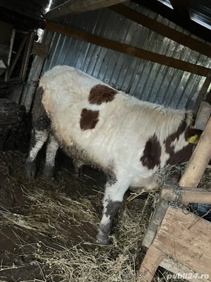 vitel de vanzare - imagine 2